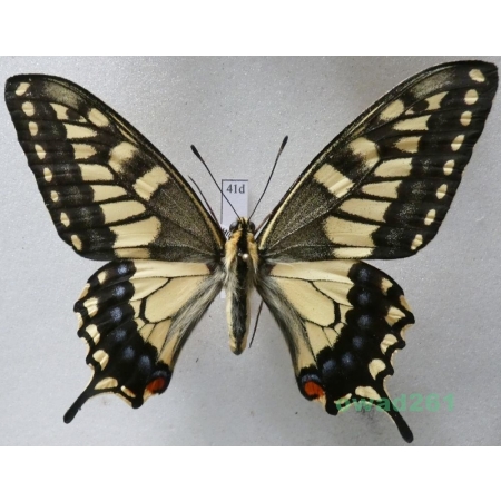 Papilio machaon hippocrates (C. & R. Felder, 1864) male ex. ovo, Japan 81mm41d